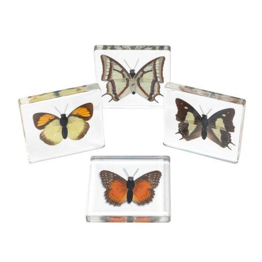 Excellerations Acrylic Specimens Butterfly Set Of 4