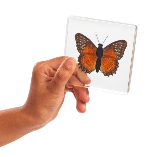 Excellerations Acrylic Specimens Butterfly Set Of 4