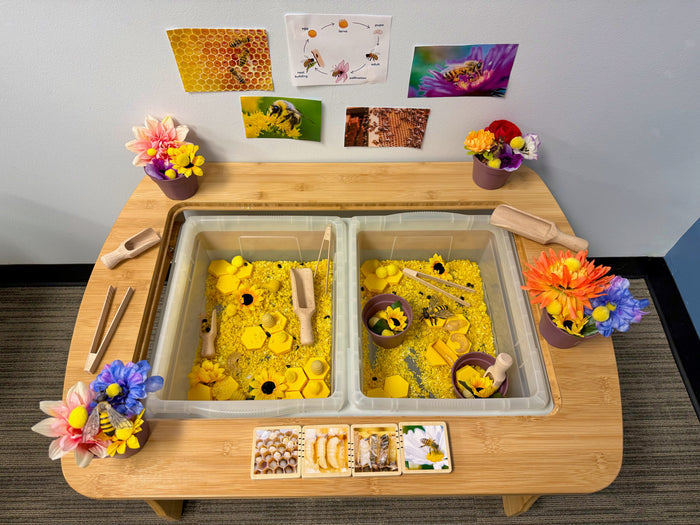 Life Cycle of a Honey Bee
