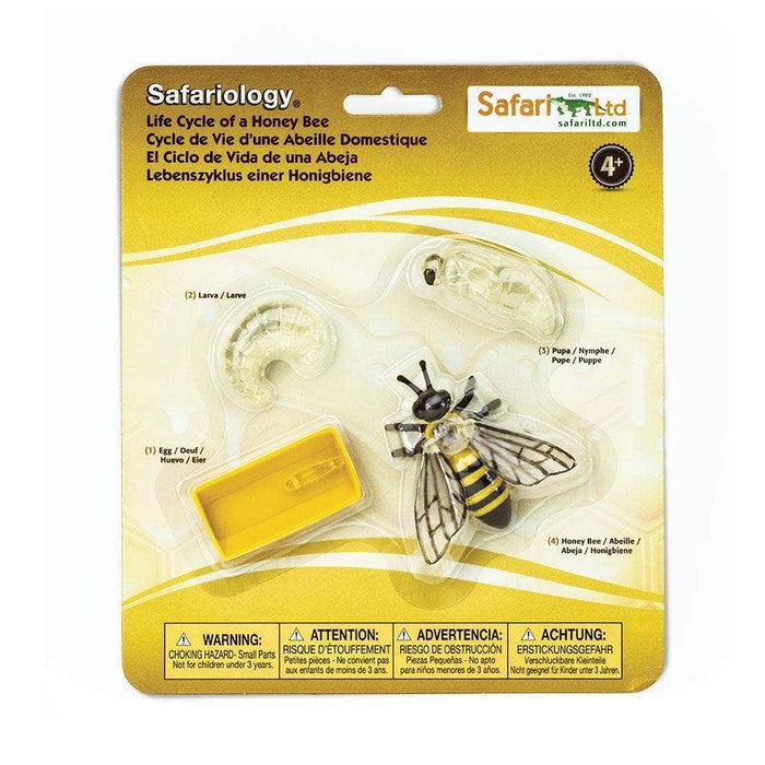 Life Cycle of a Honey Bee