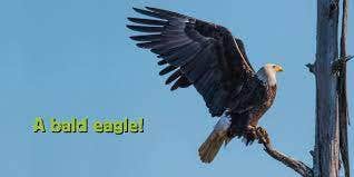 Whose is it Beak
